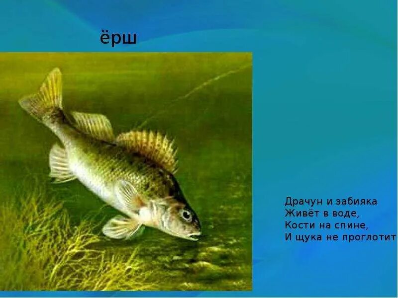 Щука и карась. Пескарь ,линь , окунь. Щука и ерш. Рыбы окунь щука ерш. Карп щука судак.