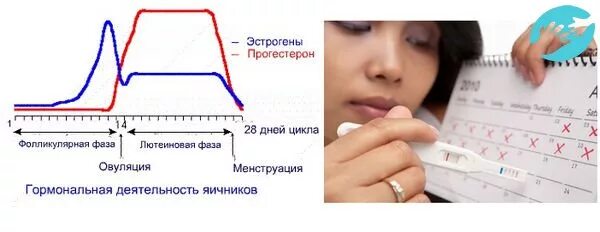 На следующий день после месячных можно забеременеть. Овуляция. Можно ли забеременеть за 3 дня до овуляции. Что такое овуляция у женщин. Лютеиновая фаза что это какой день цикла.