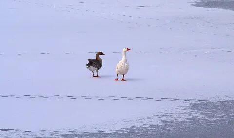 Гуси на белом море