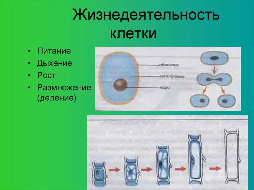 Хранение продуктов жизнедеятельности растительной. Биология 5 класс процессы жизнедеятельности клетки рост. Процесс жизнедеятельности клетки 5 класс биология деление клетки. Клетка: процессы жизнедеятельности клетки. Жизнедеятельность клетки 5 класс биология деление клетки.