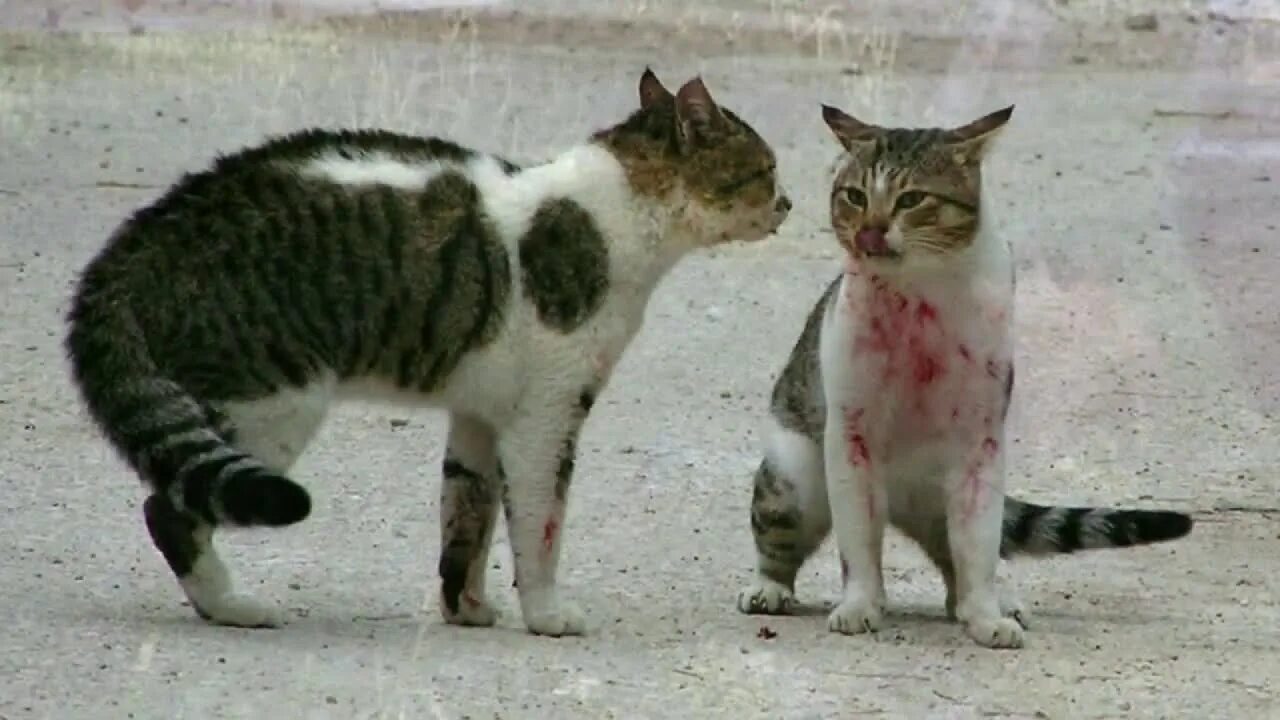 Кот после битвы. Коты дерутся. кот драчун. драка кошек. два кота дерутся.