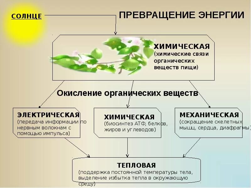 Какие типы организмов играют основную роль. Виды энергии в биологии. Виды превращения энергии. Превращение энергии биология. Обмен веществ и превращение энергии.