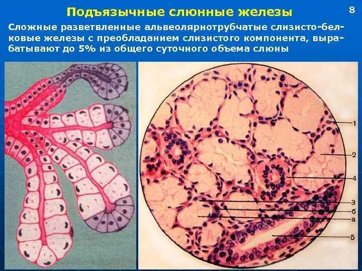 Подъязычной железы гистология. Подъязычной железы гистология