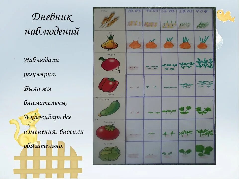 Картинки ДНЕВНИК НАБЛЮДЕНИЯ ЗА ФАСОЛЬЮ 6 КЛАСС