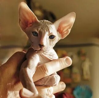 Котенок сфинкс спб