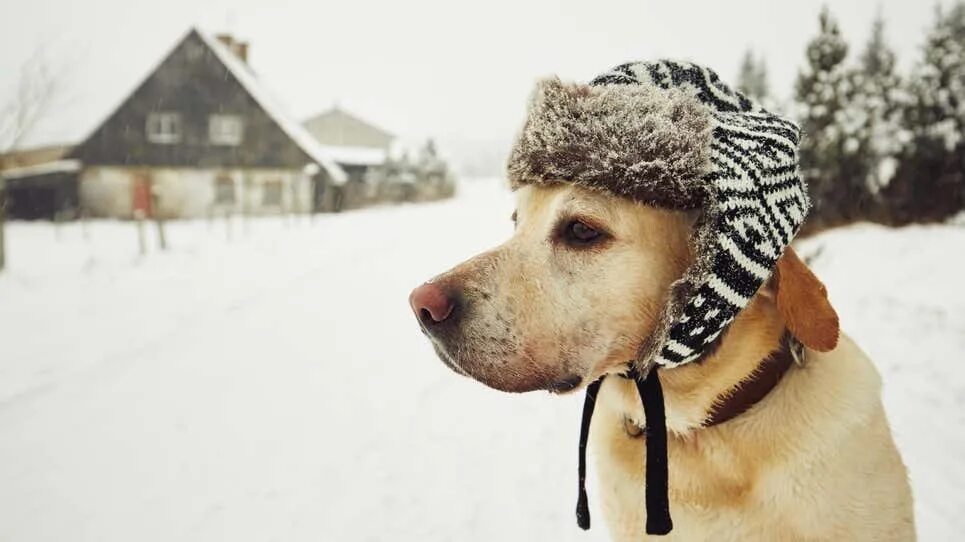 Мороз животные. Собака на морозе. Зимняя одежда для собак. Смешные собаки зимой.