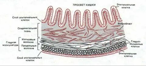 Соединительная ткань матрикс