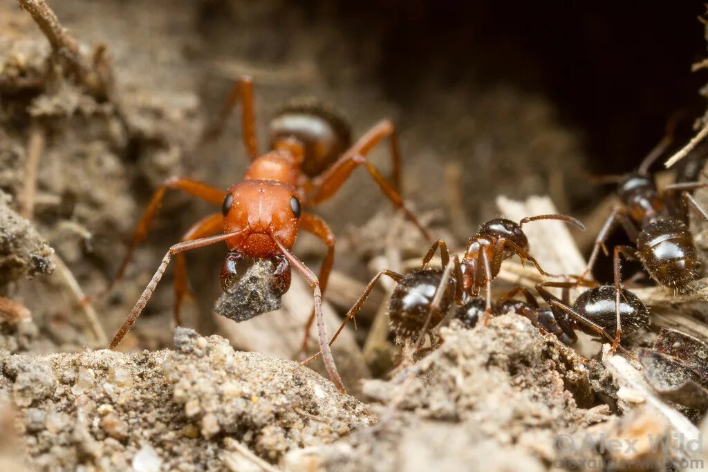 Битва муравьев. Общение муравьев. Красные муравьи термиты. Муравьи сражаются. Муравей битва.