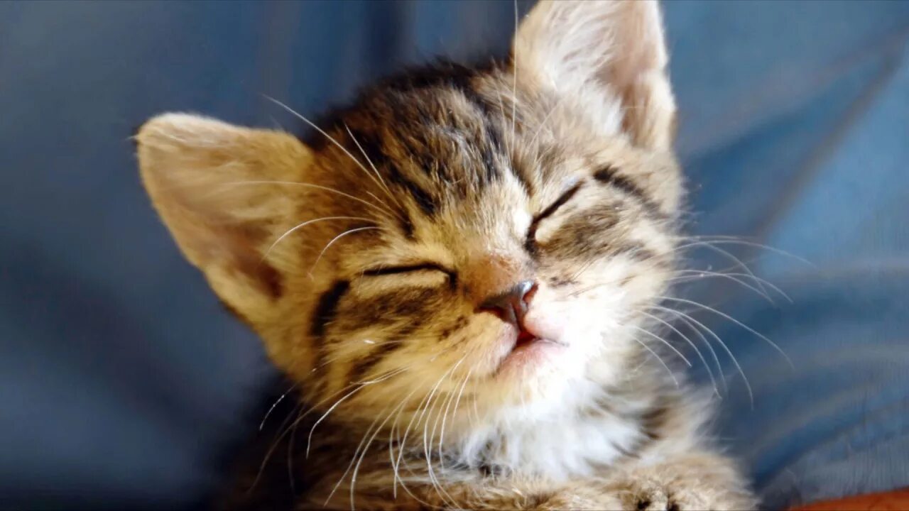 Довольно мурлыкает кошка. Котик мурлычет. кот урчит. кошачье урчание. мурчащая кошка фото.