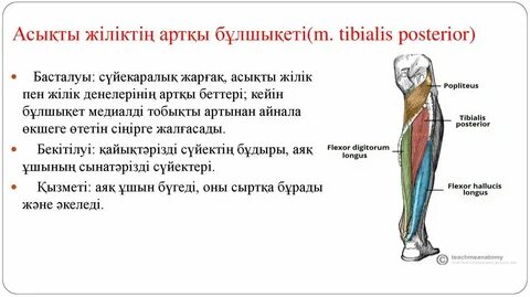 Ресейде массажистпен секс порно видео