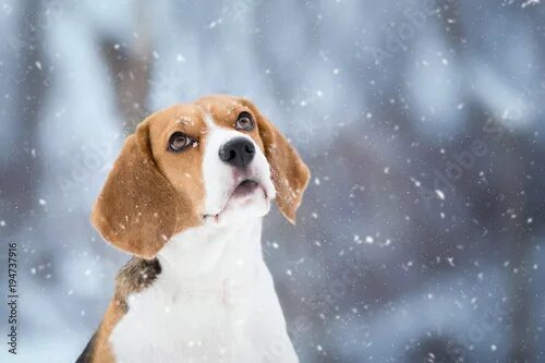 Beagle Dog Runs and Plays in a Fabulous Snow-covered Park Stock Image - Image of