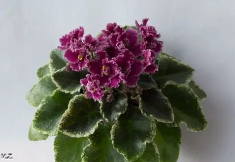 Jolly frills фиалка