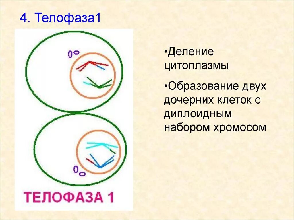 Телофаза мейоза 2. Мейоз 2 телофаза 2. Телофаза мейоза 1. Мейоз 1 телофаза 1.