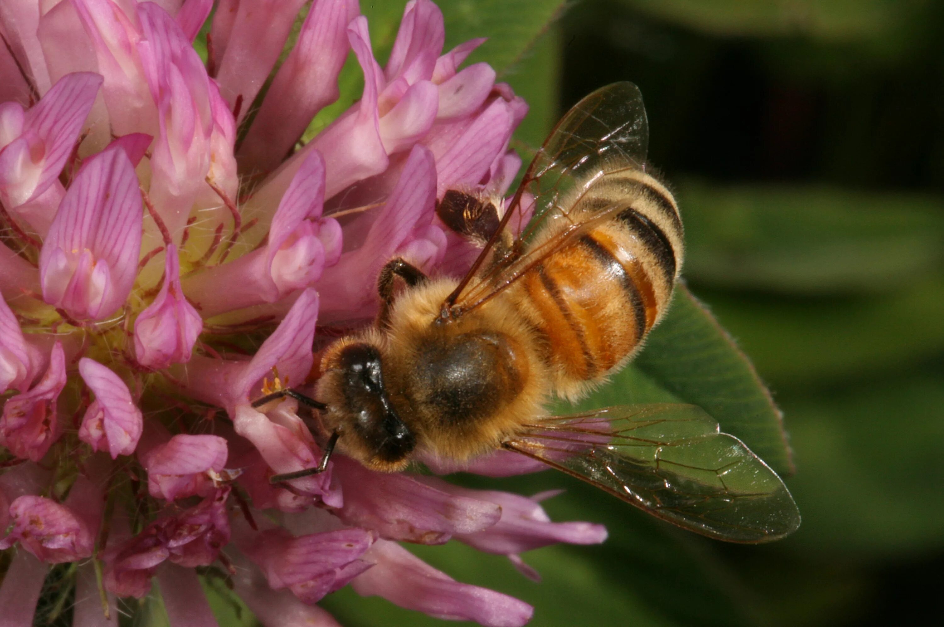 Апи пчела. Медоносная пчела. Меллифера пчела. APIS mellifera mellifera. Медоносная пчела APIS.