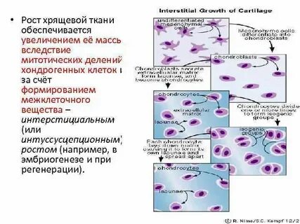 Ткани роста в длину и толщину