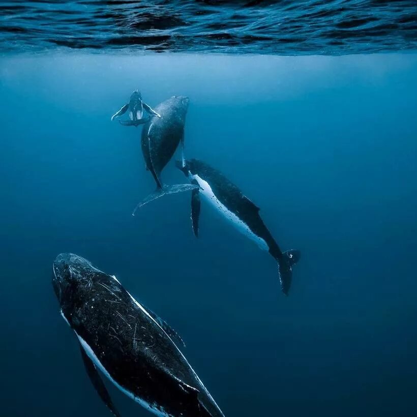 See real-life mermaid Hannah Fraser swim with whales in stunning pictures Whale,