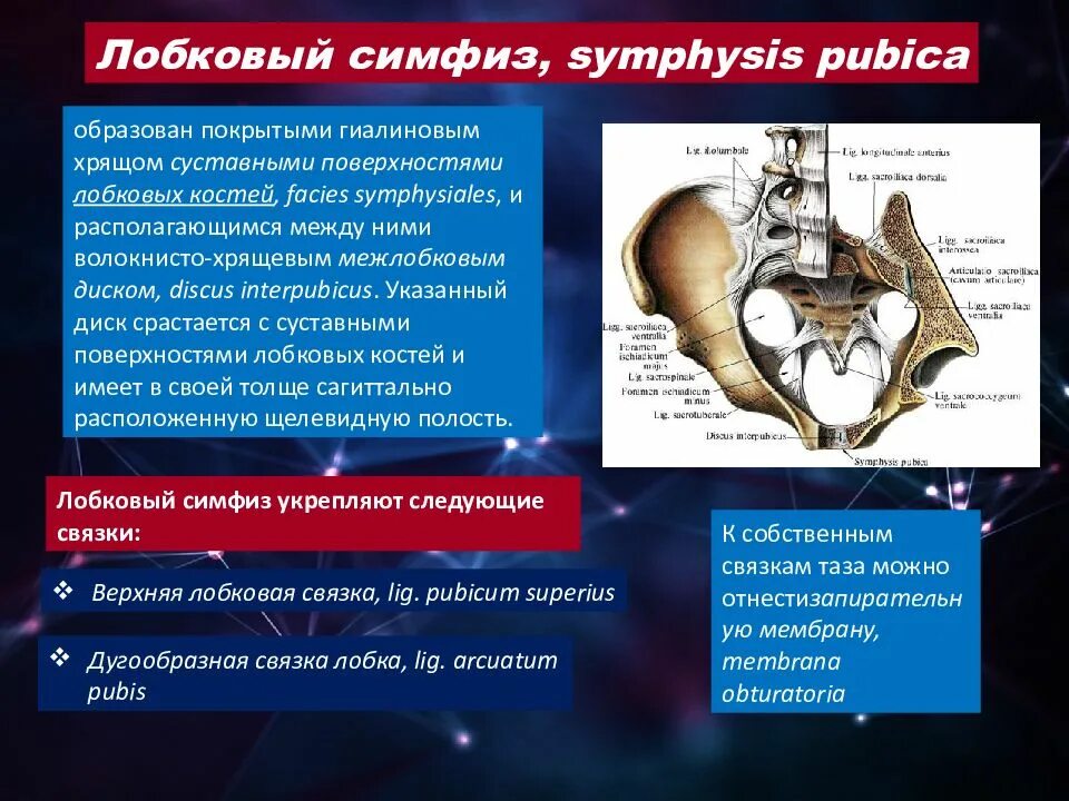 Лобковый симфиз Тип сустава. Симфизит лобкового сочленения. Лобковый симфиз связки.