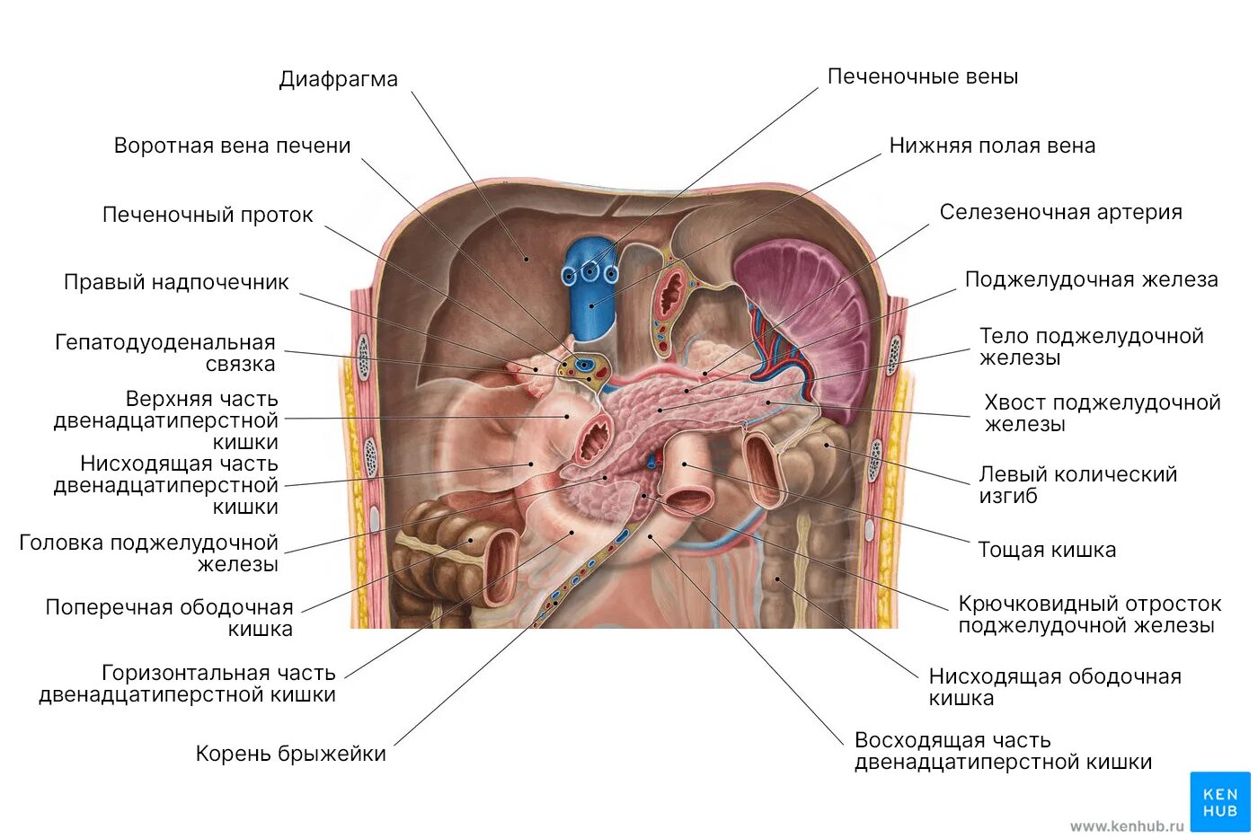 Винслово отверстие. Анатомия поджелудочной железы и сальниковой сумки. Поджелудочная сумка сальниковая сумка. Сальниковая сумка поджелудочной. Поджелудочная сумка анатомия.