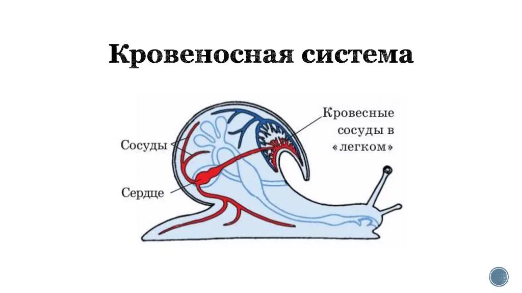 Незамкнутая кровеносная система у моллюсков. Осфрадии у моллюсков это. Статоцисты у моллюсков. Кровеносная система брюхоногих. Сердце брюхоногих