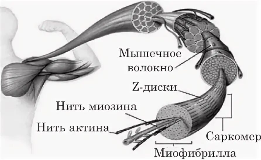 Медиатором в скелетных мышцах является. Строение и функции скелетных мышц 8 класс. укрепление мышечного скелета. паралич скелетных мышц. экзальтация скелетные мышцы.