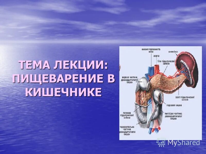 Пищеварительная система термины. Пищеварение в кишечнике презентация. Пищеварению лекции план. 1) Пищеварение в кишечнике. Пороки пищеварительной системы.