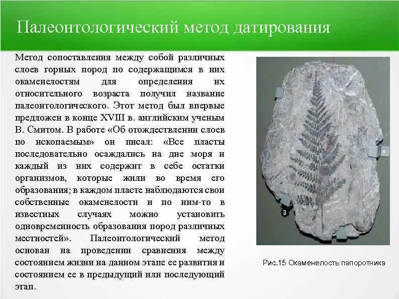 Определение возраста породы. Методы датирования в палеонтологии. методы определения возраста ископаемых. методы оценки возраста ископаемых. методика определения возраста пород.