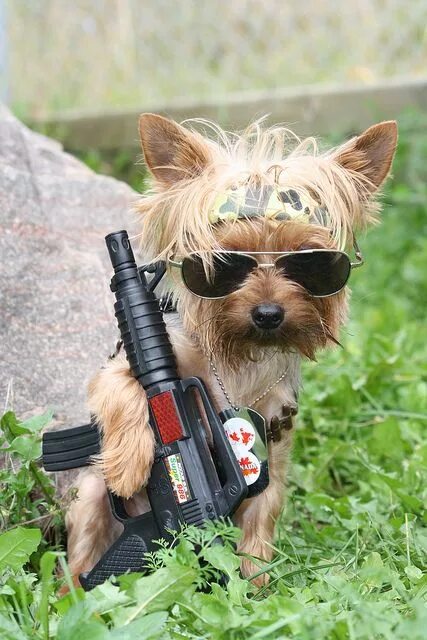 So cute it’s deadly: Puppies pose with guns New York Post