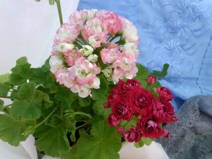 Пеларгония фантазия флер