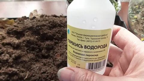 Перекись водорода можно ли опрыскивать рассаду