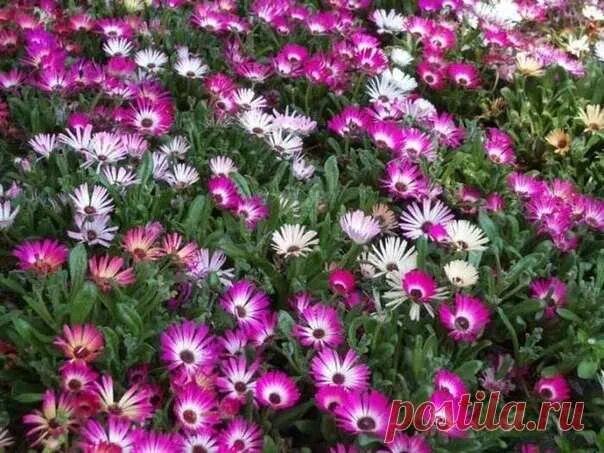Раноцветущие однолетники. Неприхотливые цветы однолетники фото. Клумбовые цветы однолетки. Львиный зев том тамб. Неприхотливые цветы однолетники фото.