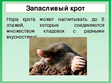 Ограничивающим фактором для жизни крота