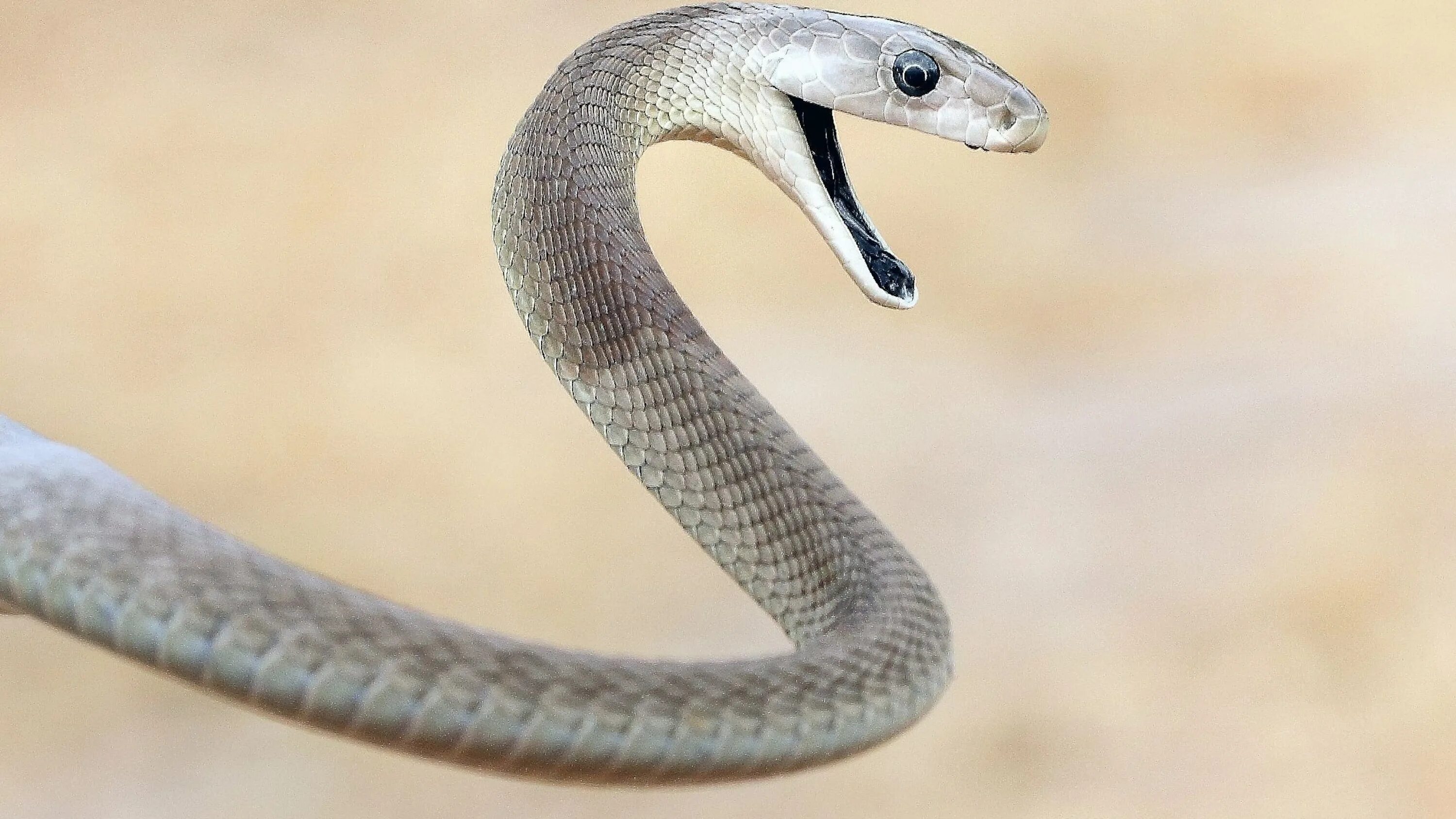 Greg bakirtzis mamba. Ядовитая змея мамба. Чёрная мамба змея. Чёрная мамба Dendroaspis polylepis. Самая ядовитая змея черная мамба.