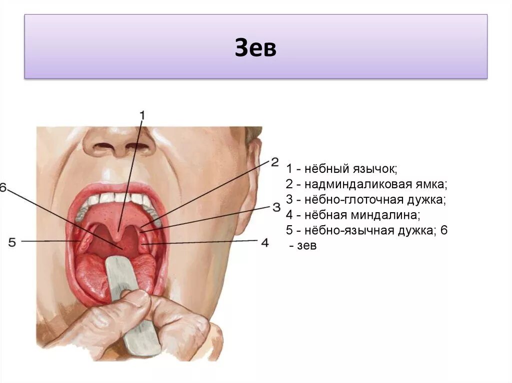 Язычок во рту как называется. Перешеек зева строение гортани. Анатомия зева строение небных миндалин.