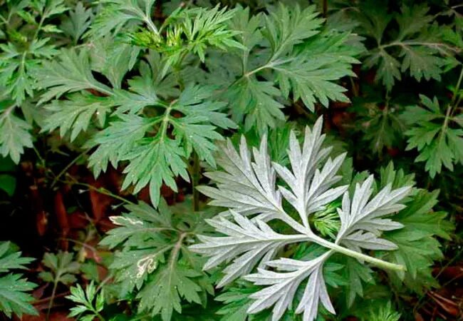 Полынь mugwort. Мокса полынь. Полынь чернобыльник вариегата. Сушеные листья полыни. Полынь чернобыльник.