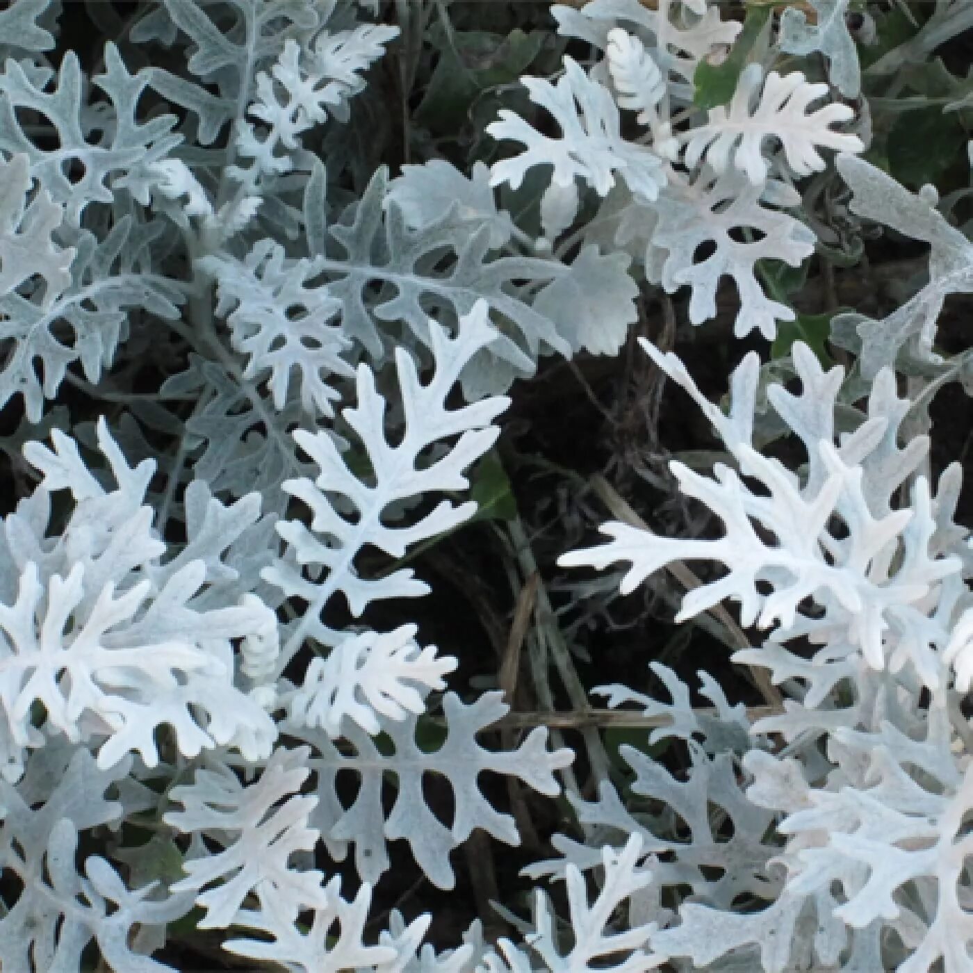 Цинерария крестовник пепельный. Цинерария Приморская (Senecio cineraria). Цинерария Приморская серебряная пыль. Цинерария серебристая однолетник.