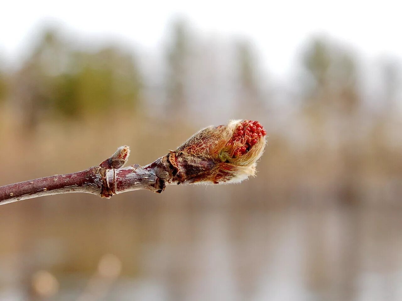 Тополь дерево почки. Распускание почек осины. Хорст почки тополя черного 50 г. Тополь черный почки. Тополь лавролистный плоды.