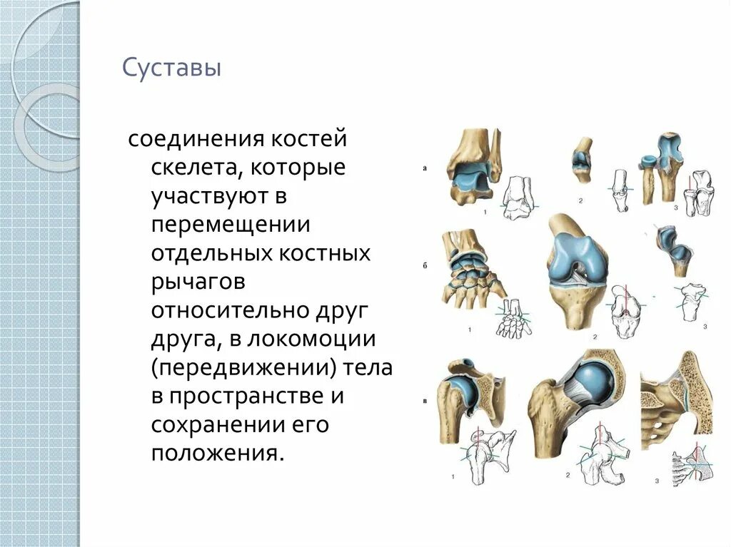 Типы соединения суставов. Суставы человека. Соединение костей скелета. Соединение костей скелета (суставы).