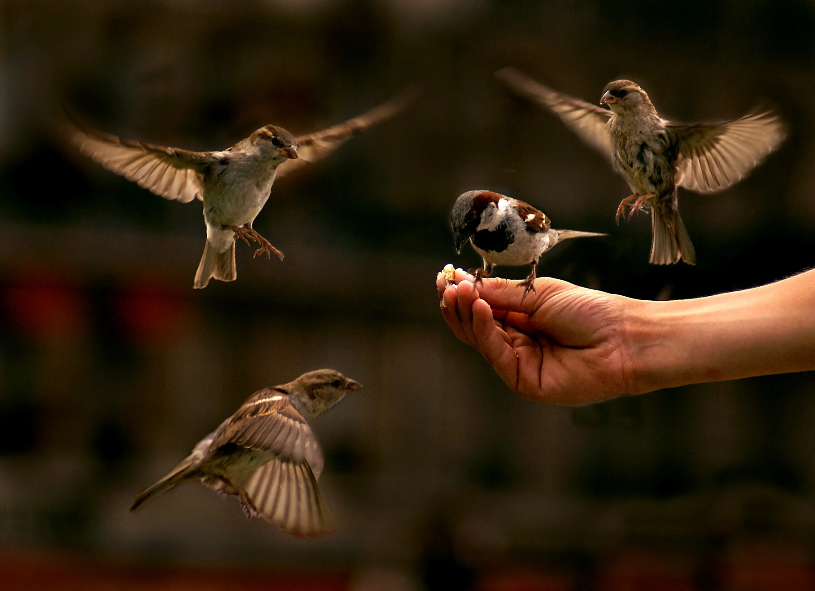 They like birds. Птичка на руке. Воробей на руке. Птичка на ладони. Птицы ладошками.