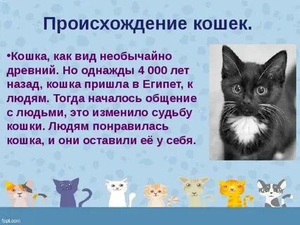 История 1 котенка