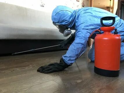 Тараканы в квартире дезинфекция отзывы
