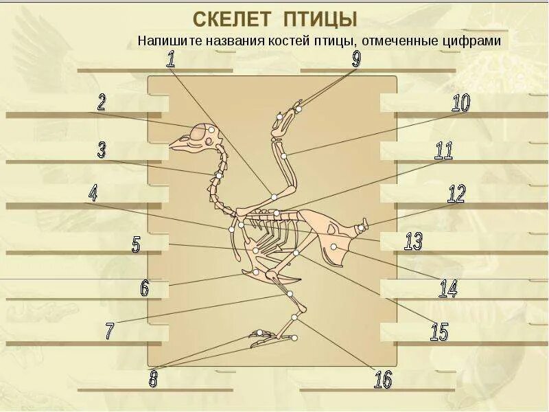 Изучение особенности строения скелета птиц. Лабораторная работа строение скелета птицы. Абораторная работа "строение скелета птицы". Задания по скелету птиц. Лаборатория работа скелет птицы.