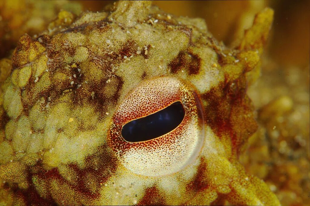 Octop eye Peces