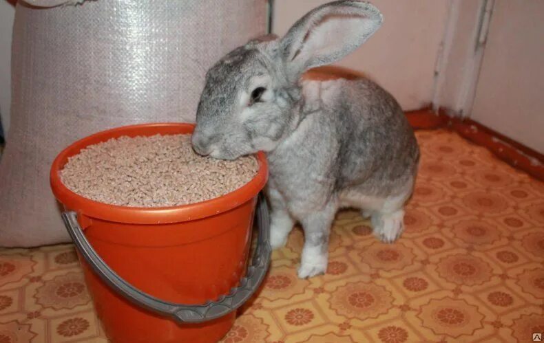 Можно кроликам давать комбикорм. Можно кроликам давать комбикорм. Можно кроликам давать комбикорм. Можно кроликам давать комбикорм. Что можно давать мясным кроликам.