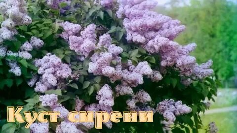 Сирень разбор 1