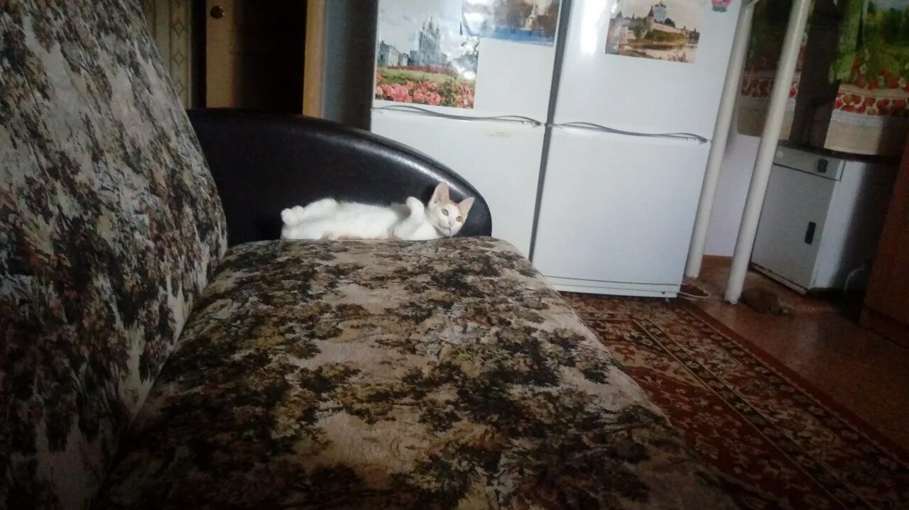 Оказавшийся в домашнем. Оказавшийся в домашнем. Оказавшийся в домашнем. Смешные животные. Смешные животные.