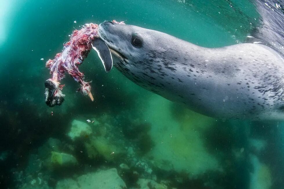 Фото морского леопарда. Ластоногие морской леопард. Морской леопард в Антарктиде. Морской леопард и тюлень. Морской леопард альбинос.