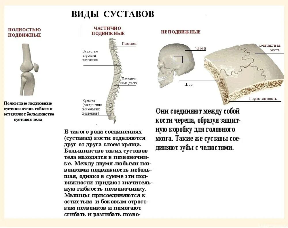 Соединение костей туловища таблица. Скелет туловищу кости, соединение костей. Соединение костей туловища анатомия. Соединение костей туловища позвонков.