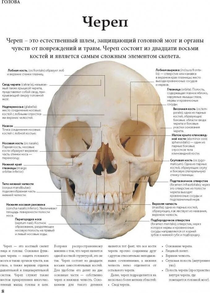 Крупные отверстия черепа. Строение черепа отверстия. отверстия черепа анатомия. основные кости черепа человека. топография черепа.