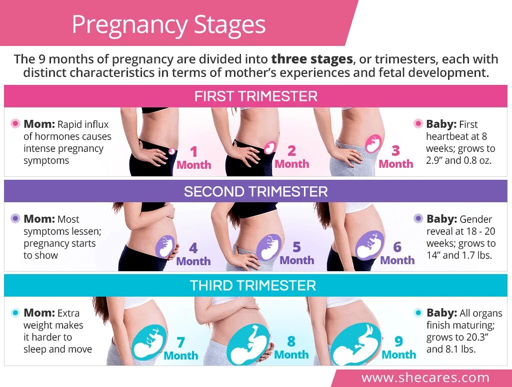 How to make 12 000 month. Pregnancy stages. trimesters of pregnancy. беременность по триместрам. 1 month of pregnancy.