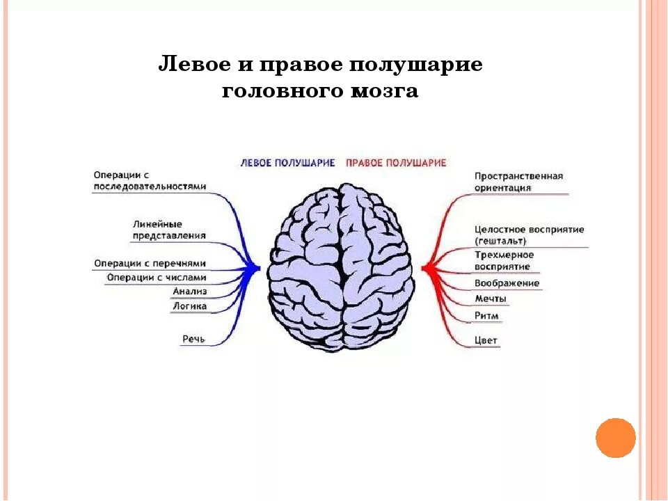 Правом полушарии. За какие функции отвечает правое полушарие головного мозга человека. За что отвечает левое и правое полушарие головного мозга у детей. Леове и право еплушарие. Право е и левое полшарие.